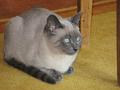 2007-04 Saphir 003
